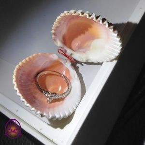 Scallop jewewelry holder